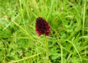 Nigritella nigra subsp. rhellicani Baito vecchio, m.ghe alte Vallene 20-06-21(1)