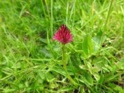 Orchidea Nigritella rubra subsp. miniata m.ga Rambalda Vallene 13-06-21