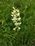 Platanthera bifolia Baito vecchio, m.ghe alte Vallene 20-06-21