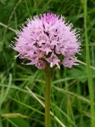 Traunsteinera globosa Baito vecchio, m.ghe alte Vallene 20-06-21 (1)