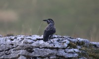 Nocciolaia m.ghe alte-Castilverio Vallene, Lessinia 22-10-21 foto E.Grippo