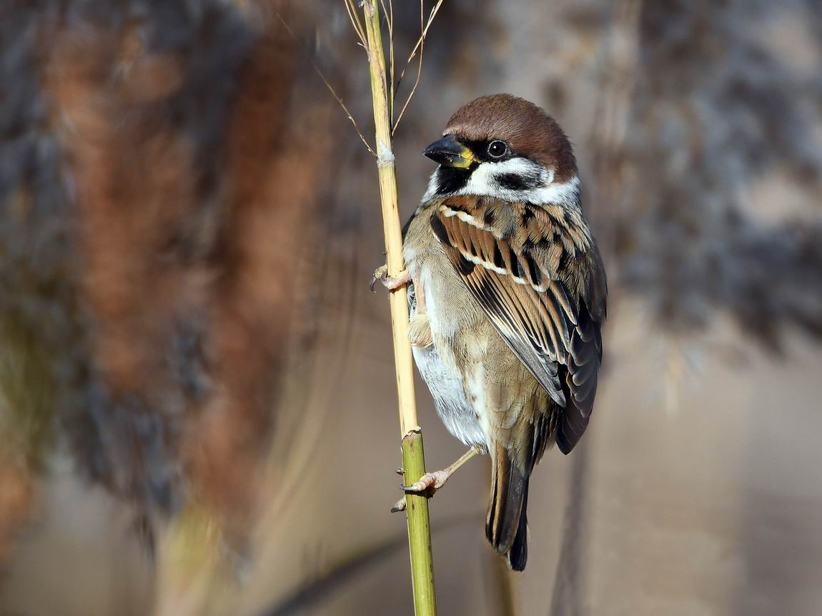 Passer montanus