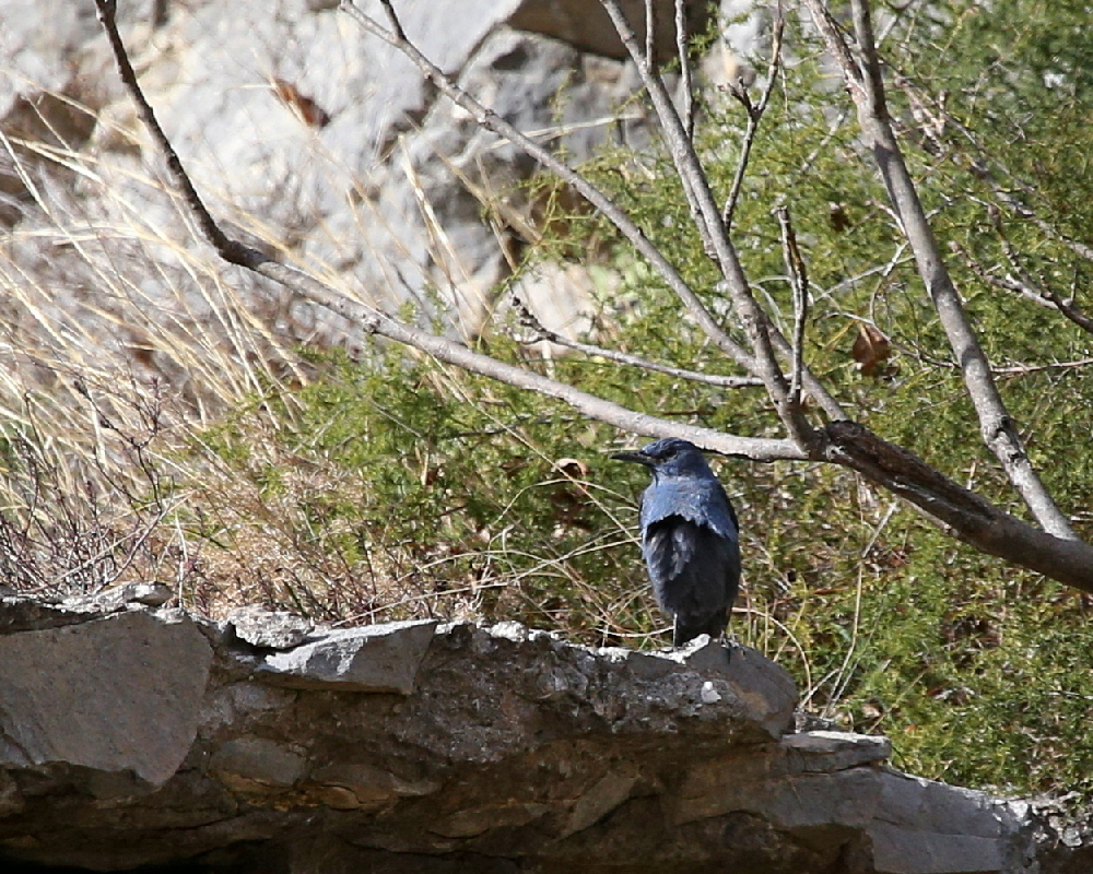 passero solitario-feb22