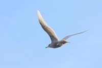 Gabbiano glauco Larus hyperboreus Glaucous Gull