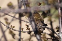 Zigolo minore Emberiza pusilla Little Bunting