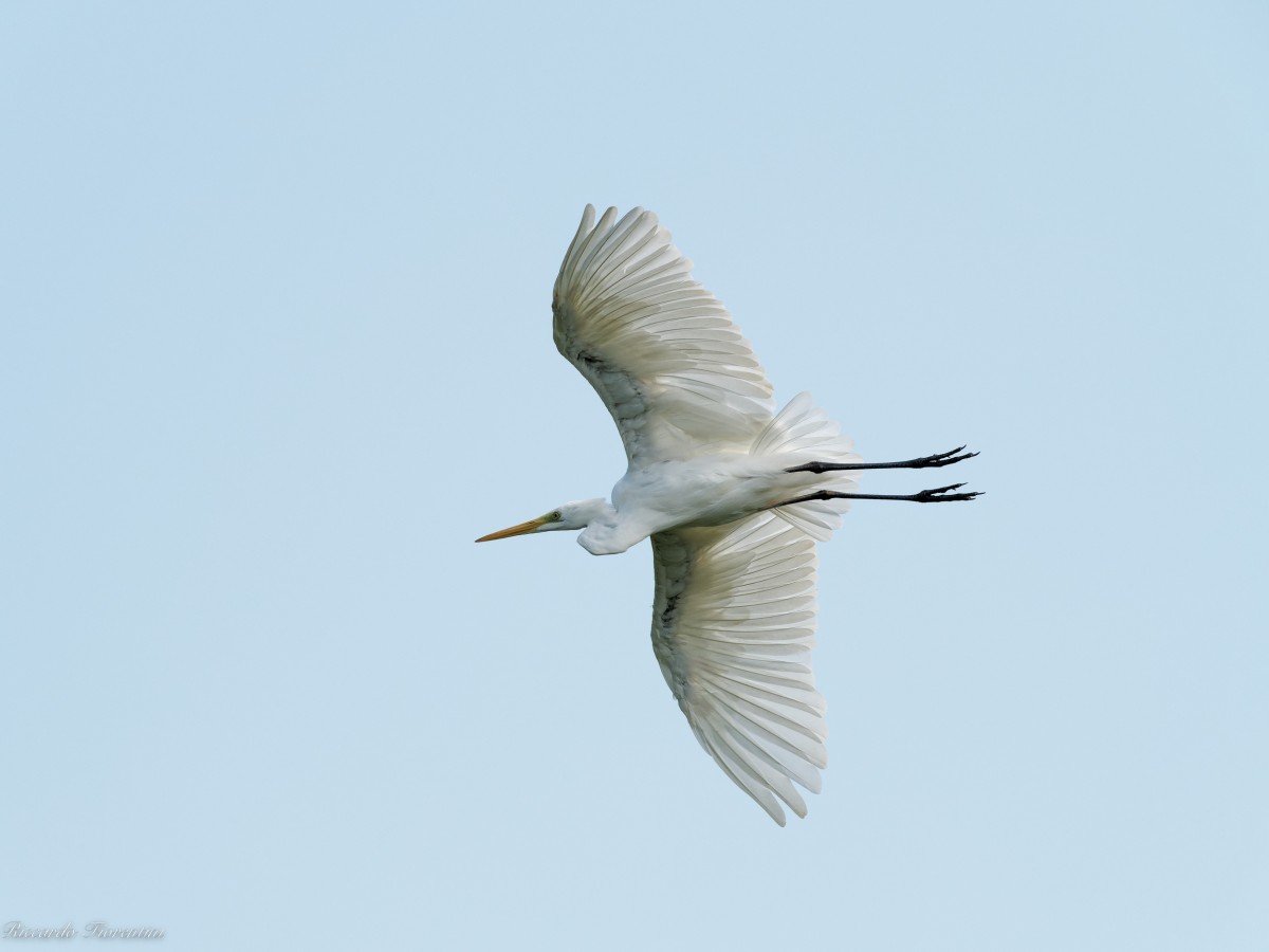 Airone bianco maggiore