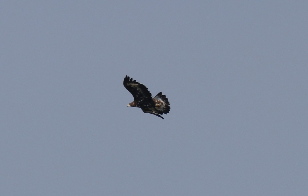 Aquila reale juv. m.ga Volpina, Vallene 24-07-22 (2)