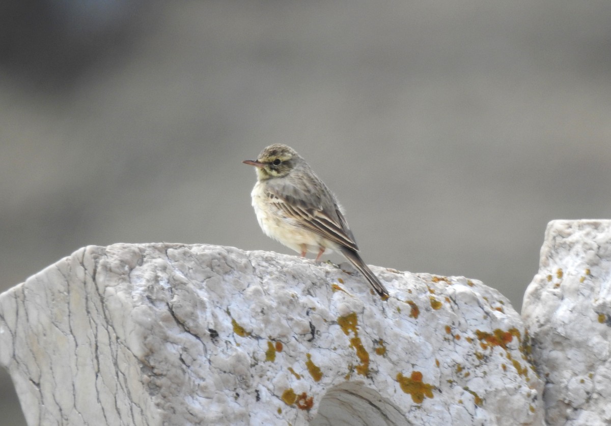 Calandro Baita m.ghe alte, Vallene 04-05-22 (2)