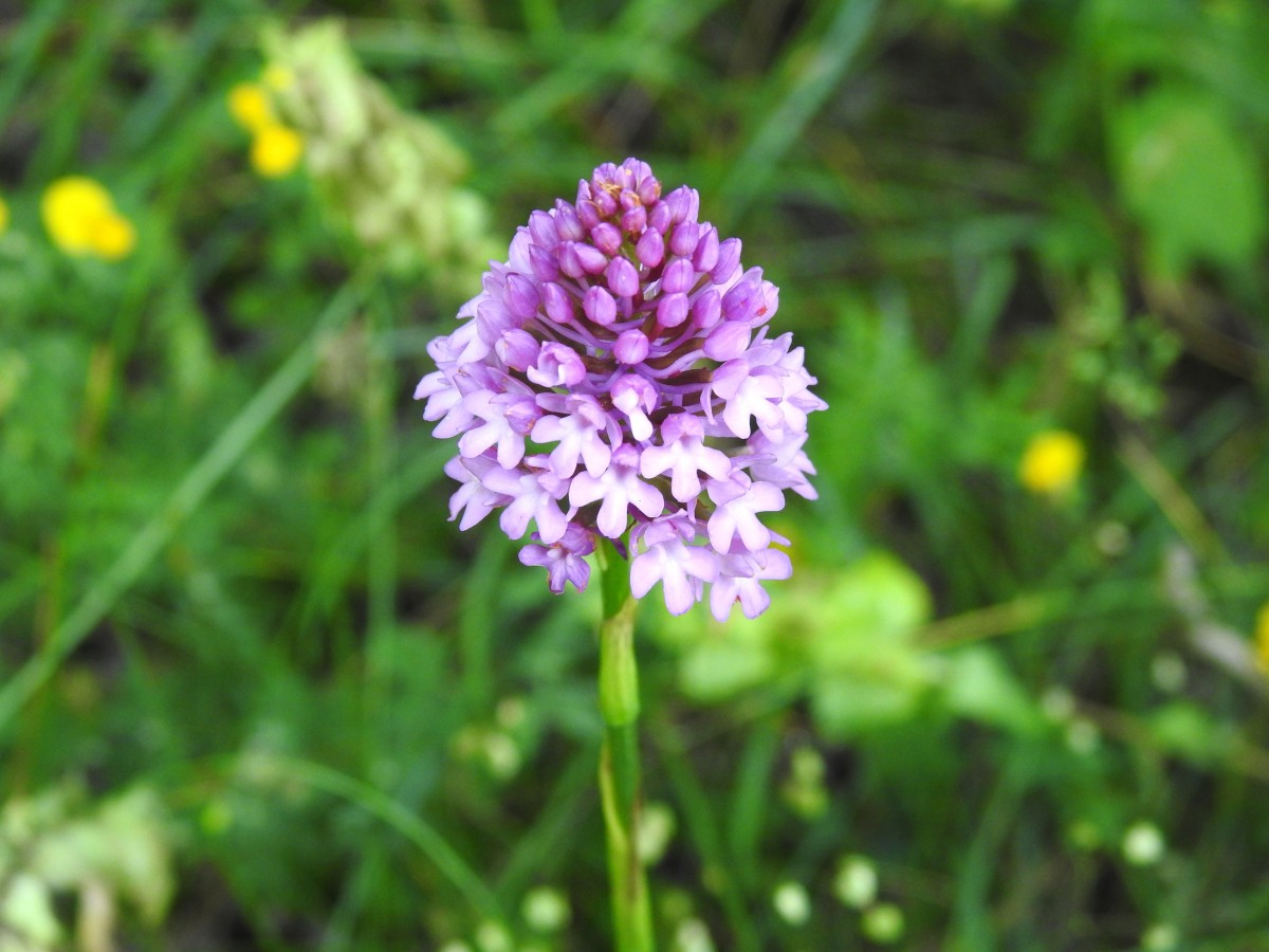 Anacamptis pyramidalis m.ga Volpina, Vallene 26-06-22 (1)