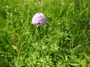 Traunsteinera globosa, orchidea m.ghe alte Vallene 19-06-22 (3)