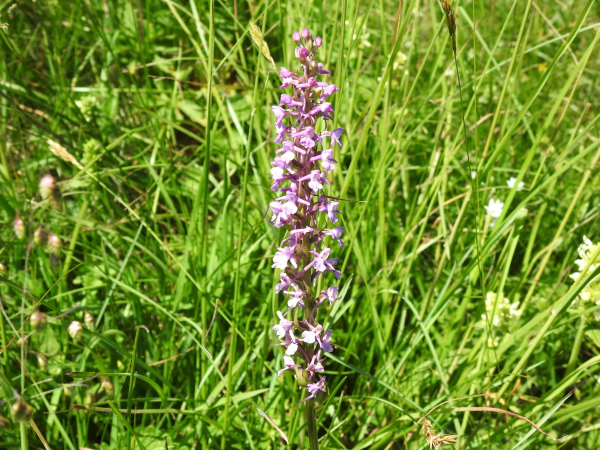 Gymnadenia conopsea, m.ghe alte 19-06-22