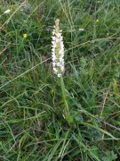 Gymnadenia odoratissima, m.ga Rambalda-m.ghe alte Vallene 22-06-22 (7)