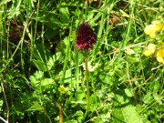 Nigritella nigra subsp. rhellicani Baito vecchio, m.ghe alte Vallene 19-06-22 (1)