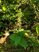 Elleborine comune (Epipactis helleborine) punto panoramico succiacapre, Vallene 24-07-22 (2)