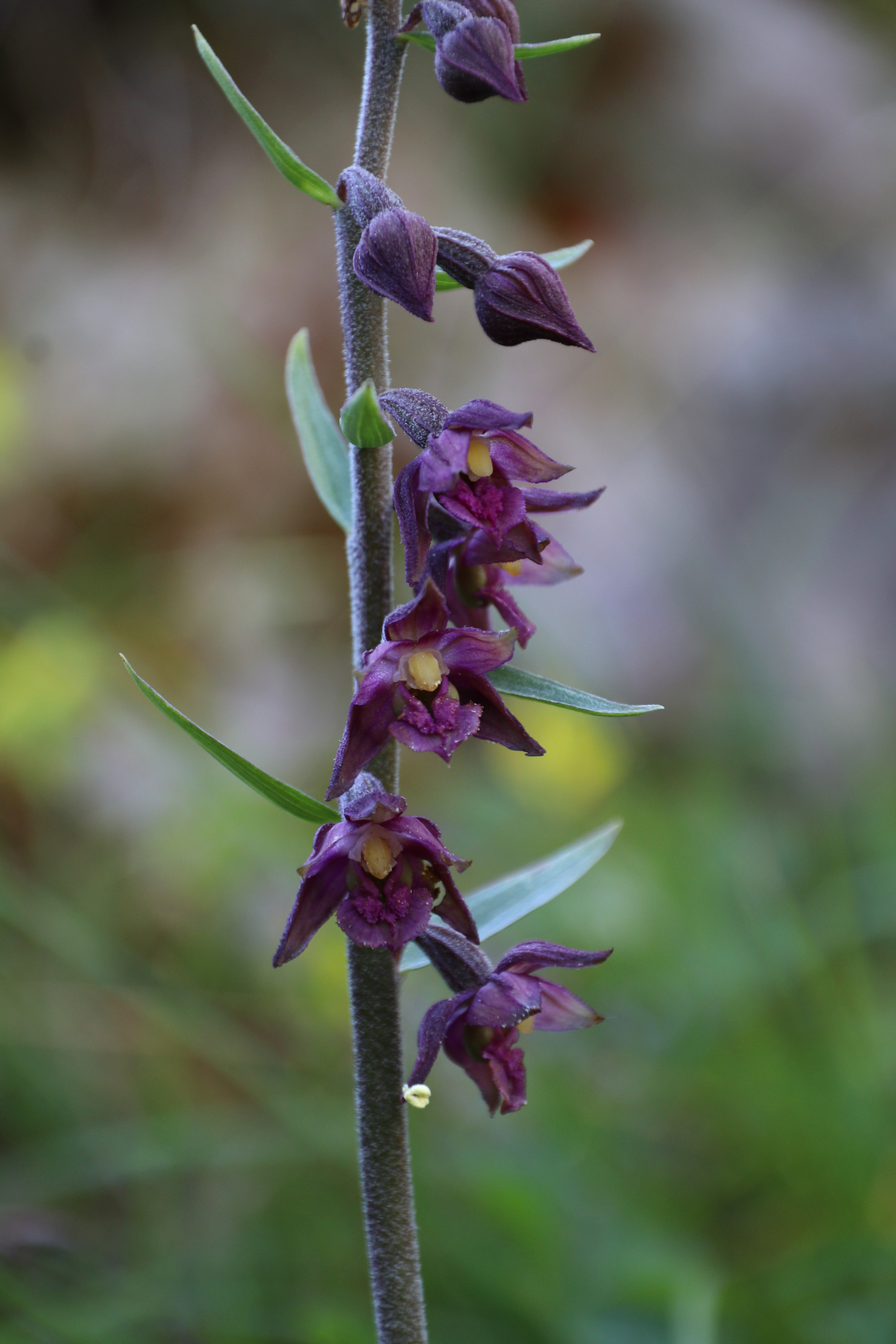 Elleborina violacea (Epipactis atrorubens) m.ga Rambalda, Vallene 10-07-22 (3)