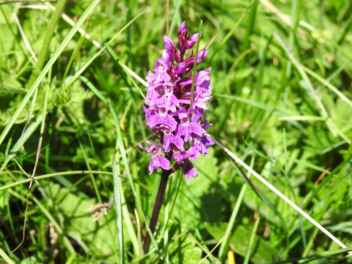 Dactylorhiza maculata fuchsii, m.ghe alte Vallene 19-06-22 (2)