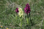 Giglio sambucino (Dactylorhiza  sambucina) m.ghe alte Vallene 10-05-22 (1)