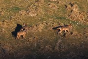 Lupi (Canis lupus)