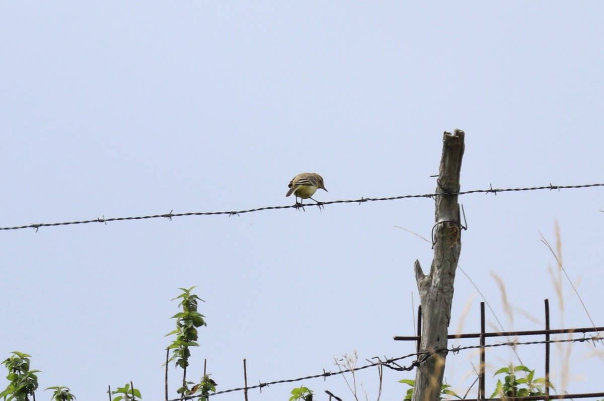 Cutrettola (gruppo di 7 indd.) lungo lo sterrato per m.ghe alte, Vallene (Lessinia) 04-09-22 (1)