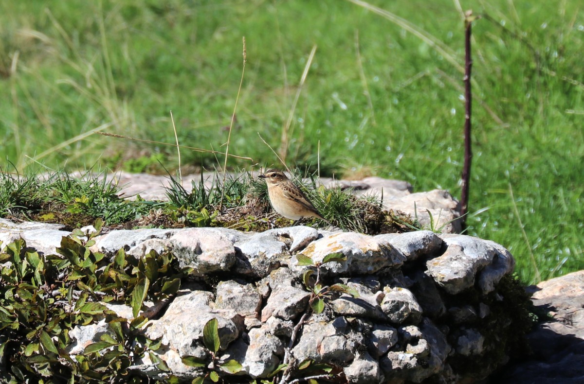 Stiaccino, m.ghe alte, Vallene (Lessinia) 18-09-22