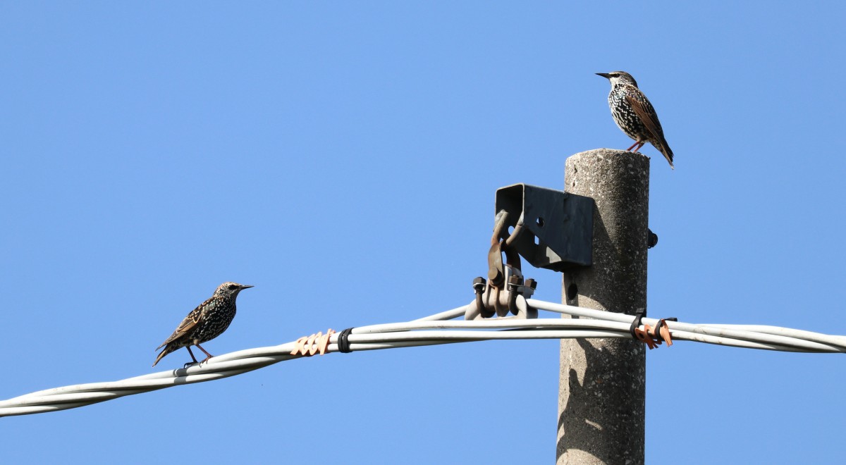 Storni, m.ga Castilverio, Vallene (Lessinia) 18-10-22 (1)