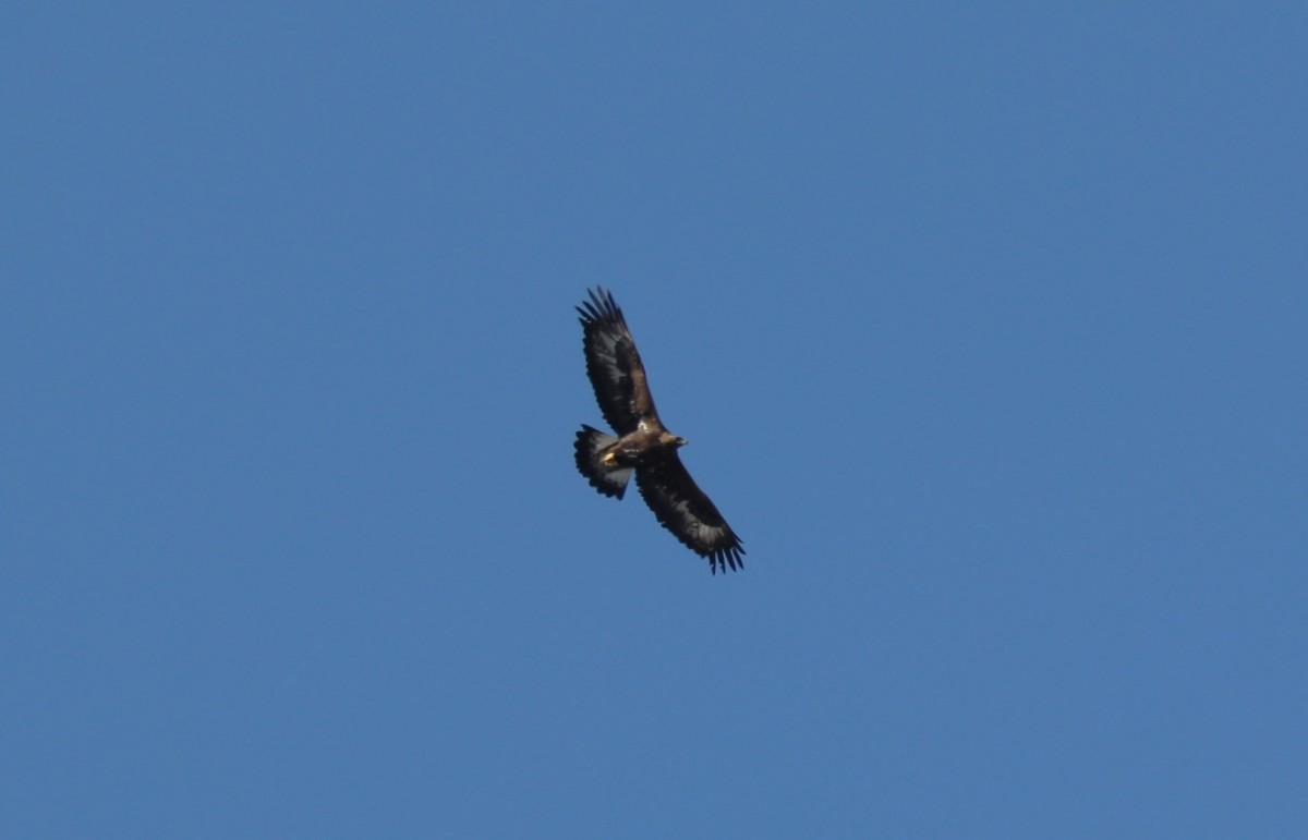 Aquila reale, m.ga Volpina di Vallene (Lessinia) 12.02.23  foto E. Grippo