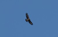 Aquila reale, m.ga Volpina di Vallene (Lessinia) 12.02.23  foto E. Grippo