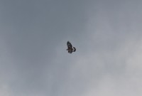 Aquila reale imm., m.ga Volpina di Vallene 01.05.23