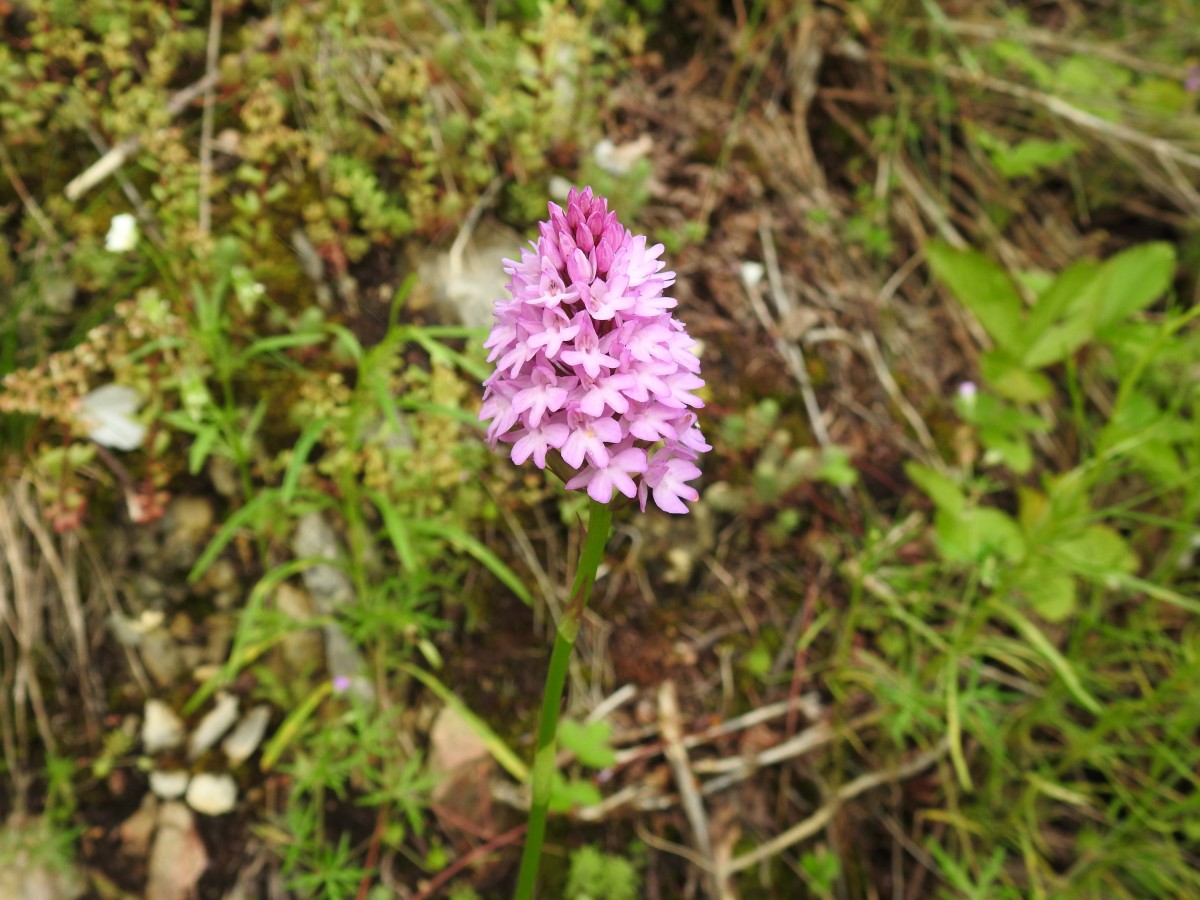 Anacamptis pyramidalis m.ga Rambalda, Vallene 02.07.23 (3)