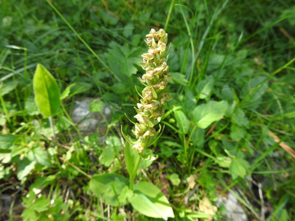 Dactylorhiza viridis (Celoglosso), m.ga Rambalda di Vallene 25.06.23 (4)