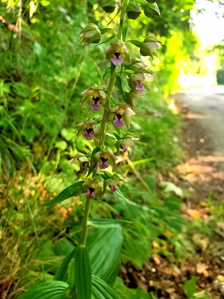 Elleborine comune (Epipactis helleborine), boschi sud Vallene 23.07.23 (1)