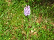 Dactylorhiza maculata fuchsii, m.ga Rambalda, Vallene 02.07.23 (3)