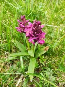 Giglio sambucino (Dactylorhiza  sambucina) m.ghe alte Vallene 07-05-23 (6)