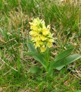 Giglio sambucino (Dactylorhiza  sambucina) m.ghe alte Vallene 07-05-23 (7)