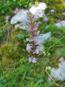 Gymnadenia conopsea (Manina rosea), m.ga Rambalda di Vallene 25.06.23 (2)