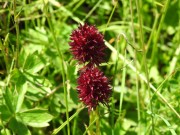 Gymnadenia nigra (Nigritella), m.ghe alte di Vallene 25.06.23 (2)