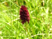 Gymnadenia nigra (Nigritella), m.ghe alte di Vallene 25.06.23 (6)