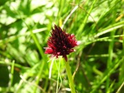 Nigritella rhellicani, m.ghe alte di Vallene 25.06.23 (2)