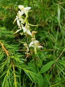 Platanthera bifolia, m.ga Rambalda di Vallene 02.07.23 (2)