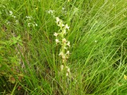 Platanthera chlorantha, area del bosco tagliato  sopra Vallene 02.07.23 (3)