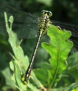 Stylurus flavipes