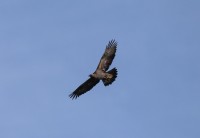 Aquila reale m.ga Volpina di Vallene (Lessinia) 24.11.23 (2)