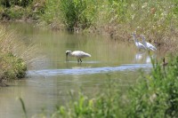 IMG_3461a