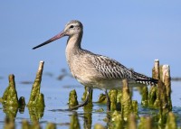 Pittima minore Limosa lapponica Bar-tailed Godwit