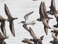 Piro piro del Terek Xenus cinereus Terek Sandpiper