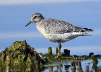 Piovanello maggiore  Calidris canutus Red Knot