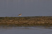 Fratino Anarhynchus alexandrinus Kentish Plover