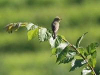 canapino comune--mag25