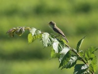 canapino comune-mag25