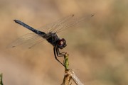 _MG_5505-2